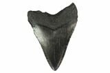 Fossil Megalodon Tooth - South Carolina #130795-2